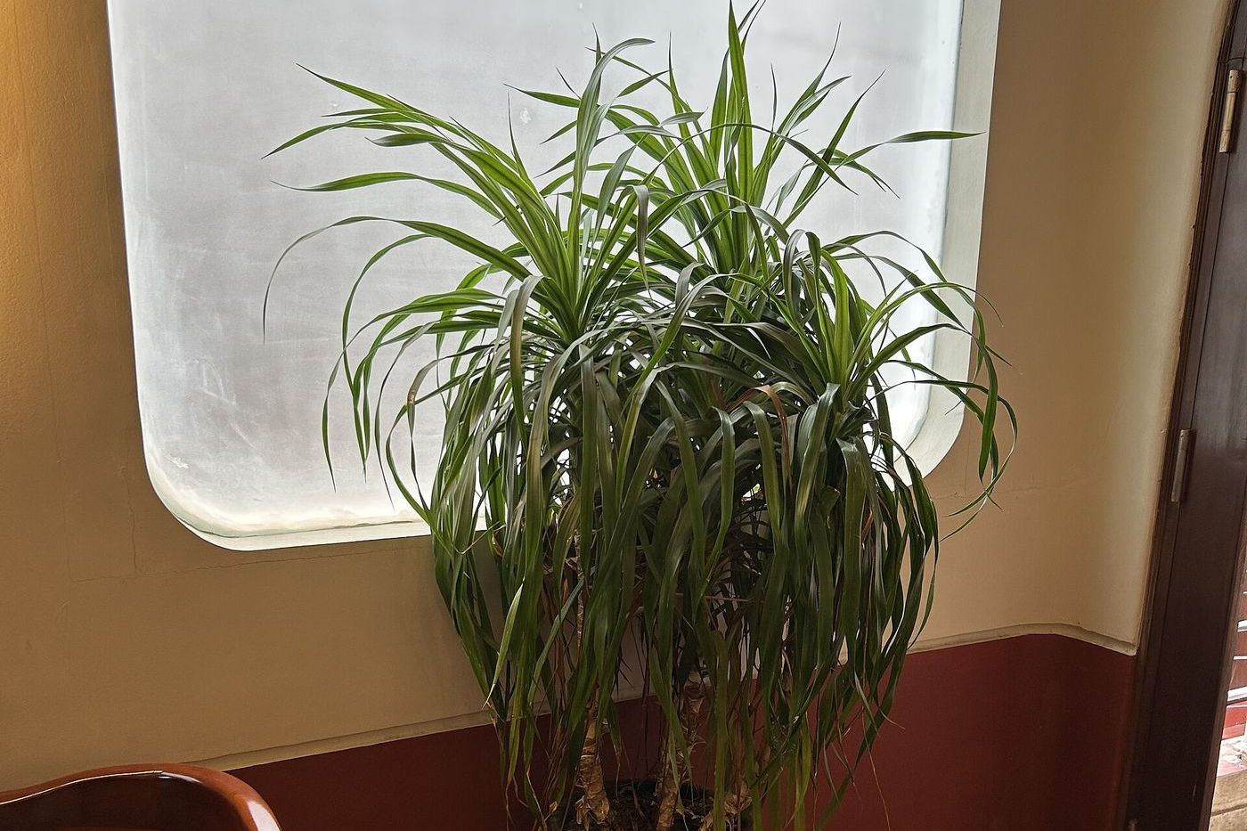 Dragon tree (Dracaena marginata) indoors near a window