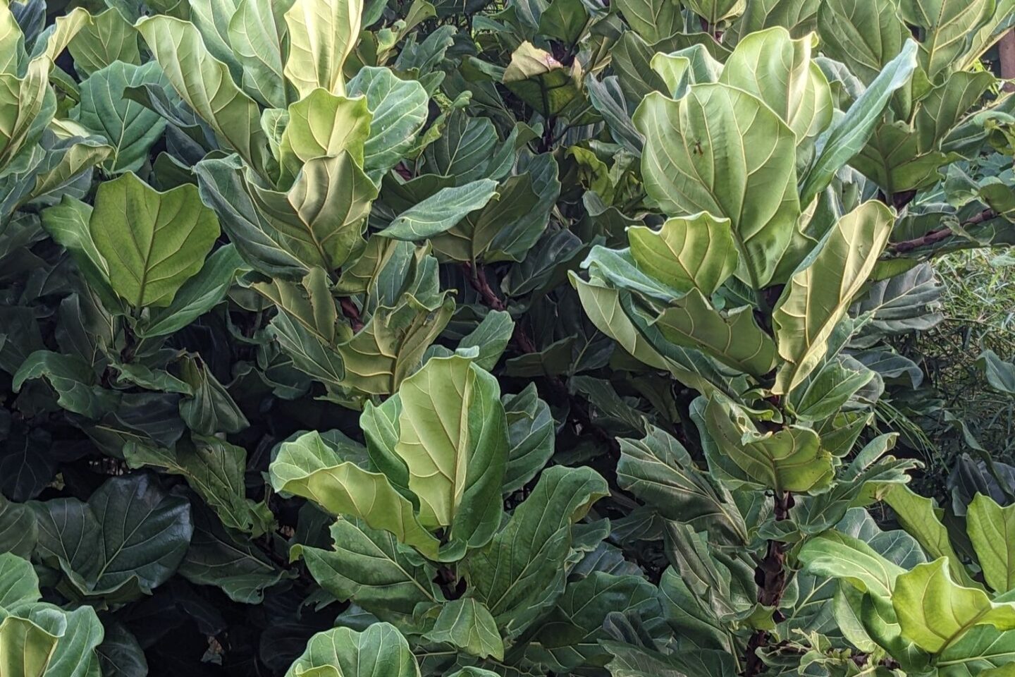 Fiddle leaf fig (Ficus lyrata) with large glossy leaves, a popular indoor tree for home offices
