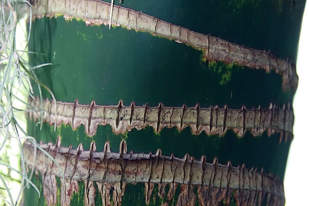 Kentia palm (Howea forsteriana) in a pot
