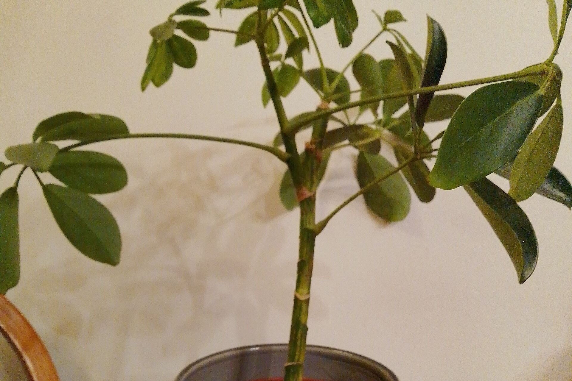 Umbrella plant (Schefflera) as a young indoor tree