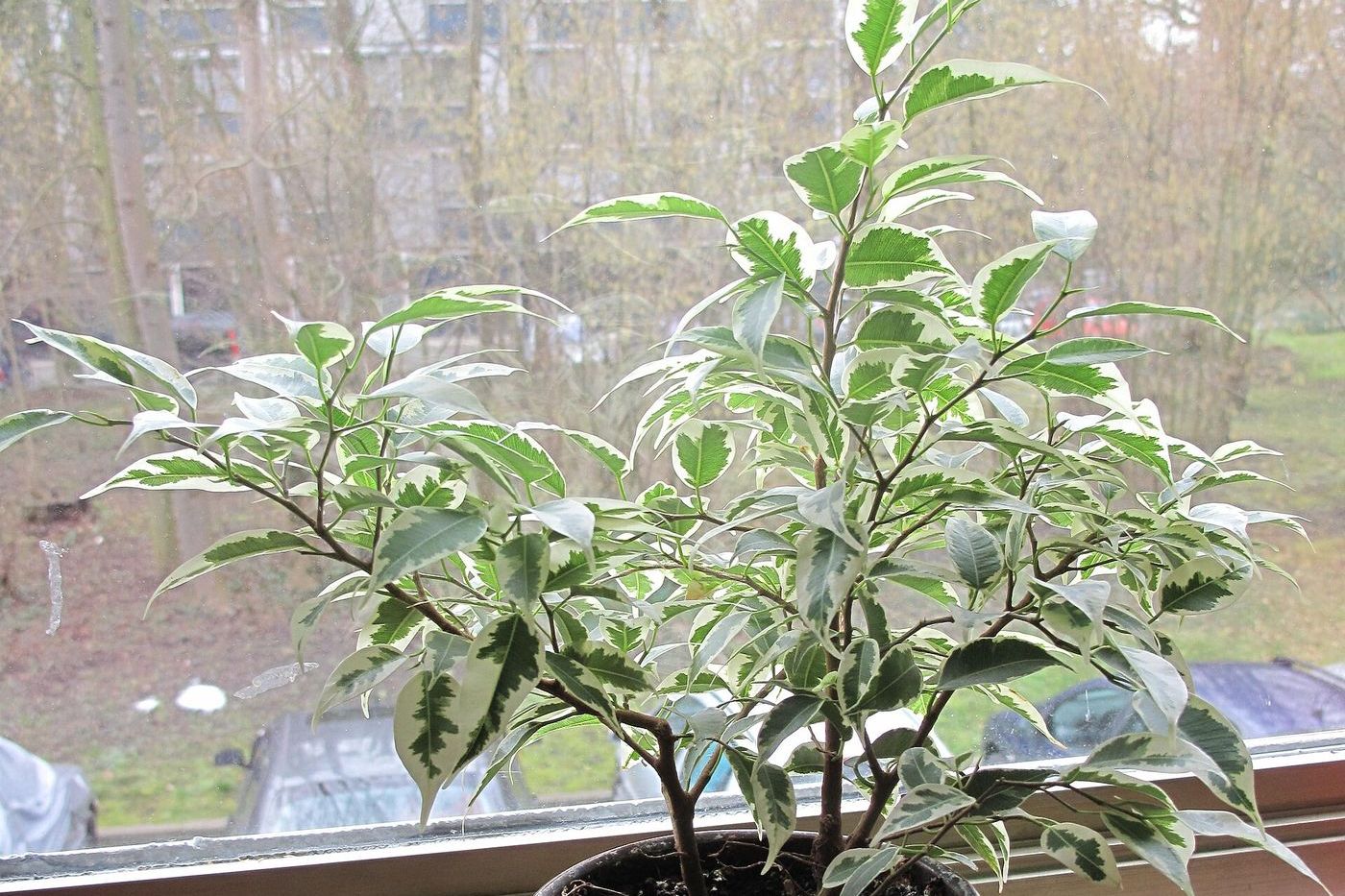 Weeping fig (Ficus benjamina) in a pot by a window