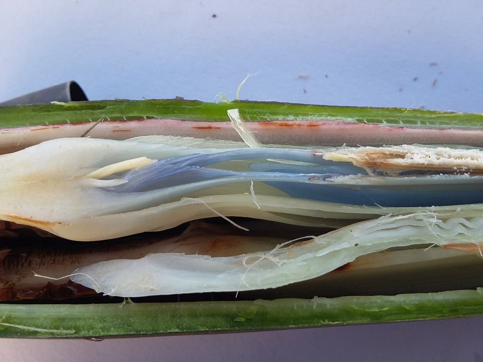 Bird of paradise (Strelitzia nicolai) leaves