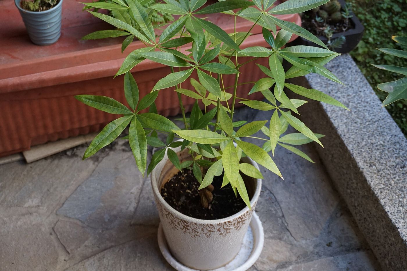 Money tree (Pachira aquatica) in a pot